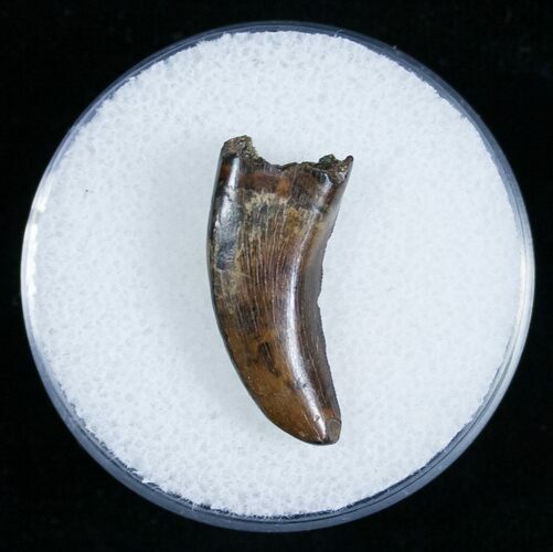 Dromaeosaur (Raptor) Tooth - Montana #6951